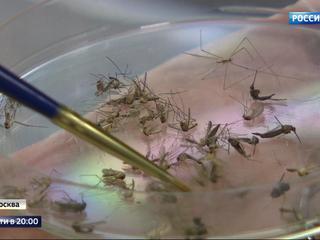 Малярийные комары завелись в Лефортове и Кузьминках