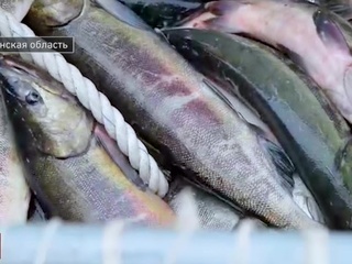 Рыбный запас. Специальный репортаж Артема Кола