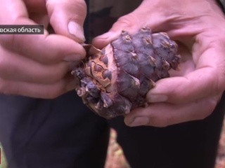 В Кемеровской области ловят охотников за незрелым кедровым орехом