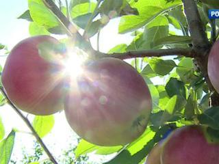 В регионах России урожай яблок спасают от погодных аномалий