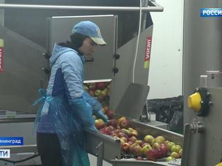 Калининградские фермеры начали поставлять яблочный сок в Европу