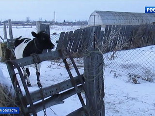 Фермер невиновен: дело о шпионском GPS-маячке для коровы закрыто