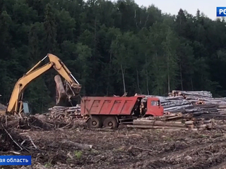 Древний лес вокруг Вышгорода уничтожают ради песчаного карьера