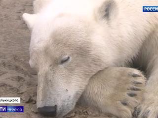 Ученым впервые удалось надеть цифровые ошейники на белых медведиц