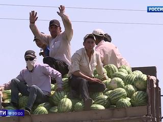 В Астраханской области начался сбор раннего урожая арбузов