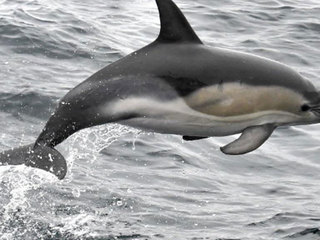 Как не согрешить с дельфином: межвидовой мезальянс глазами науки