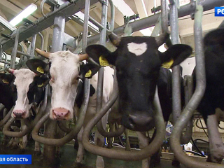 В Московской области за пять лет построят 200 ультрасовременных молочных ферм