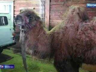 5 часов на 40-градусном морозе: опасные гастроли верблюда Славика