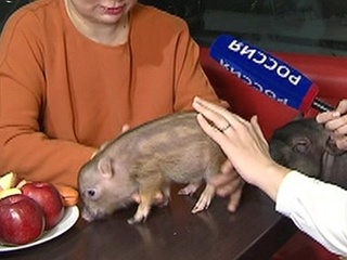 Аферисты подкладывают свинью: до каких размеров может вырасти мини-пиг