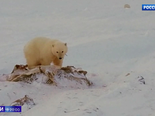 Спасти Умку: годовалого медвежонка на Чукотке возвращают в природу