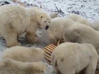 Белые медведи ушли по льду: на Новой Земле сняли режим ЧС