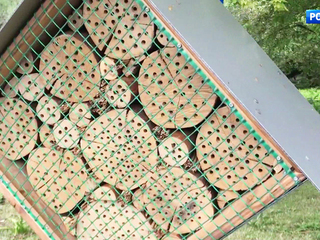 Домики для пчел и ос появились в Московском зоопарке