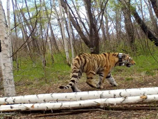 В Амурской области выпустили на волю двух молодых тигров