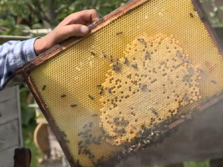 Яд с полей. Эксперты объяснили массовую гибель пчел