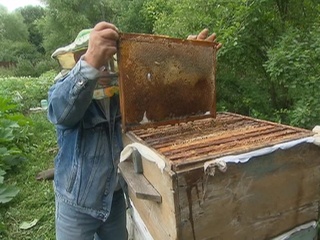 Пчелы гибнут за капитал: кто ответит за бесконтрольную травлю насекомых?