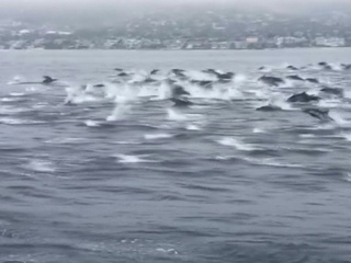 Более 100 дельфинов устроили заплыв в бухте Лагуна Бич в Калифорнии