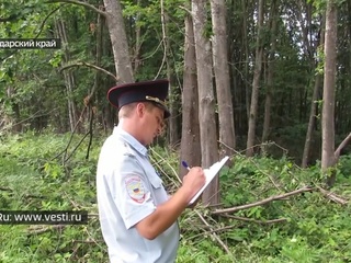 В Краснодаре местные жители пустили на веники ценные деревья