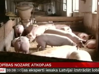 Африканская чума свиней зафиксирована почти на всей территории Латвии