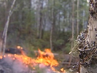 В Красноярском крае с лесными пожарами борются с воздуха