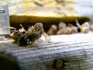Пасеки смерти: почему пчелы массово гибнут