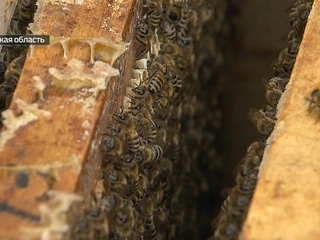 Пчелы гибнут по всей России: цены на мед в этом году могут резко вырасти