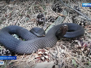 В подмосковных лесах активизировались ядовитые змеи: что делать в случае укуса?