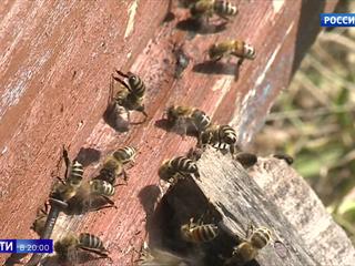 Медовый кризис: пестициды и химикаты убивают пчел
