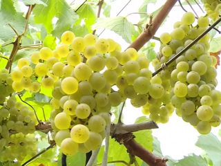 Вкус солнца: на Кубани начали собирать виноград для производства вин и шампанского