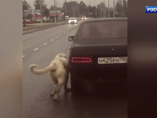 Москвичи спасли собаку от живодера, привязавшего ее к движущейся машине