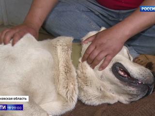 Волок за машиной: в Подмосковье спасли от живодера собаку породы алабай