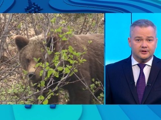 Нападают на людей: Дальний Восток и Сибирь терроризируют медведи