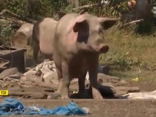 Свинское поведение: стадо животных сбежало и нанесло убытки местным фермерам