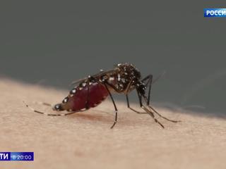 На юге России появились заразные комары: какие инфекции они переносят