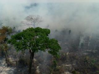 На борьбу с лесными пожарами в Амазонии брошены военные