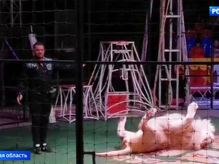 Опасные гастроли: работников цирка-шапито обвиняют в жестоком обращении с животными