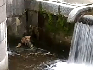 Спасение лисы из фонтана в Петергофе попало на видео