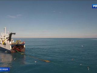 Запасов креветки, выловленной в Баренцевом море, хватит минимум на 2 года