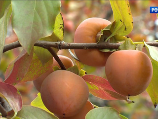 Все ради науки: в Крыму собирают урожай маслин