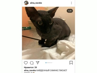 Москвичка, потерявшая кота, нашла его в Интернете, но не может вернуть