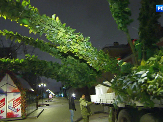 В Москве в рамках благоустройства начали высаживать крупные деревья