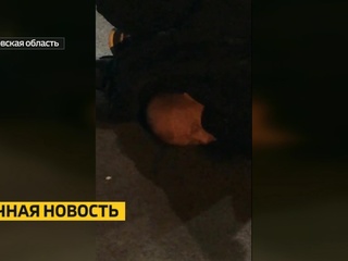 Нападение на адвоката в Кемерово: ВИДЕО задержания налетчика
