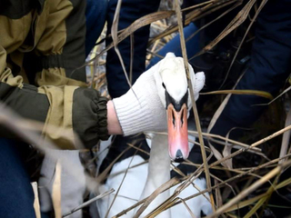 В Тюмени спасение лебедя из ледяной ловушки растянулось на несколько суток