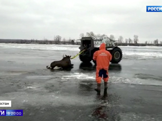 В Татарстане лося спасли из полыньи с помощью болотного вездехода