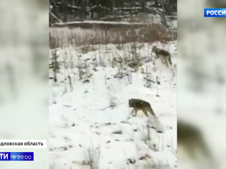 Нашествие волков: в Свердловской области хищники оккупировали местные поселки