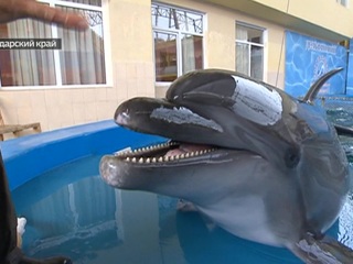 На Кубани завершился суд над браконьерами, торговавшими дельфинами