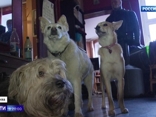 24 собаки в одной московской квартире: соседи волонтера не верят в его добрые намерения