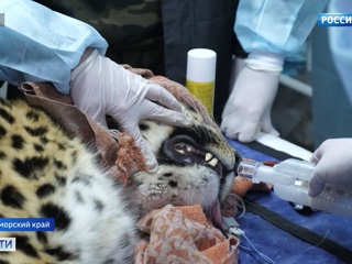 Леопард Эльбрус, спасенный после ДТП, приехал в Москву на последние операции