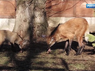 В Московском зоопарке родители 