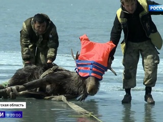 Застрял на льду залива: в Иркутской области спасли лося