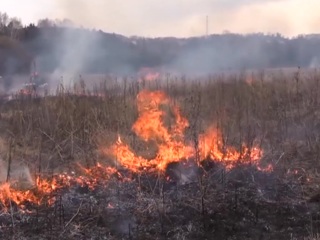 Рослесхоз предупредил о высоком риске появления новых пожаров в ряде регионов РФ